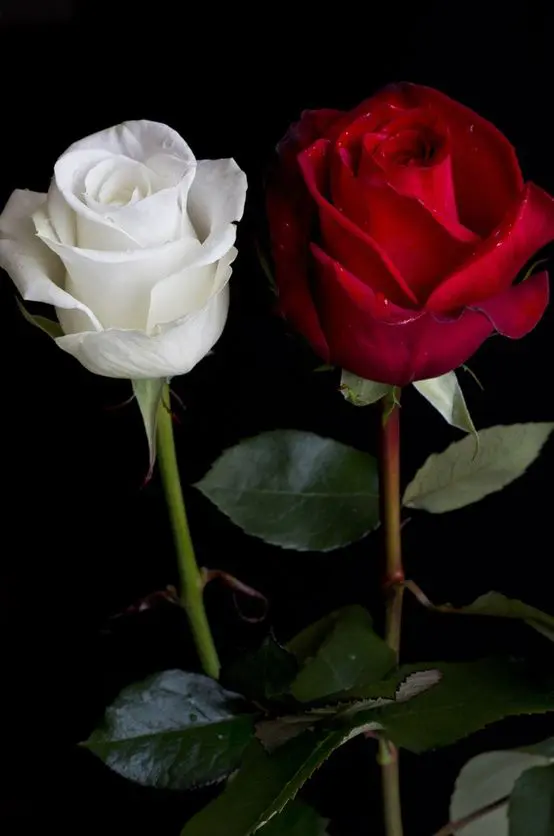 Two roses are shown in a black background.