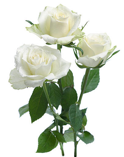 Three white roses are in a vase on the table.