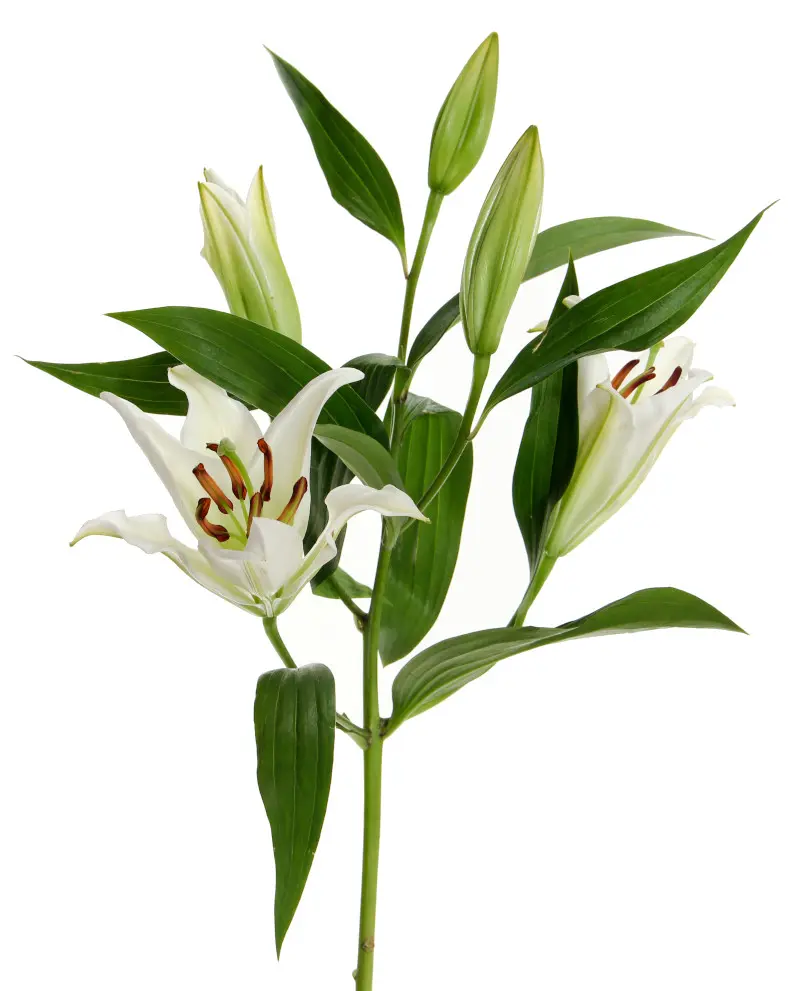 A white flower with green leaves on it.